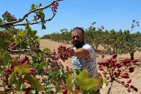 Petani Nayef Ibrahim merawat pohon pistachio di ladangnya, di desa barat laut Maan, Suriah. Foto: Firas Makdesi/REUTERS