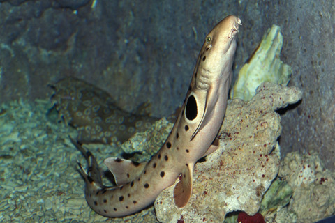 Ilustrasi hiu epaulette. Foto: slowmotiongli/Shutterstock