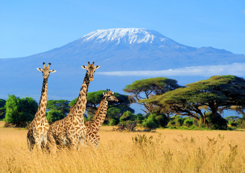 Gunung Kilimanjaro di Tanzania, Afrika. Foto: Volodymyr Burdiak/Shutterstock