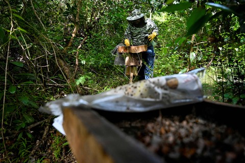 Peternak memanen madu lebah kelulut (Trigona sp) di lokasi peternakan kawasan hutan desa Awe, Kecamatan Blang Bintang, Kabupaten Aceh Besar, Aceh, Selasa (13/9/2022). Foto: Chaideer Mahyuddin/AFP
