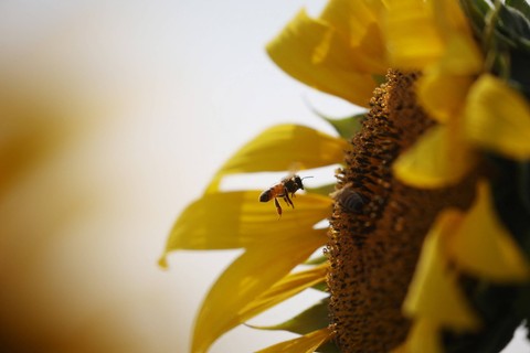 Seekor lebah terbang di atas bunga matahari. Foto: Kim Hong-Ji/Reuters