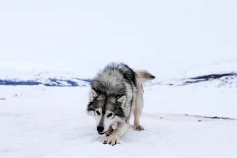 Anjing Simon Kohlmeister berdiri di atas salju, di Nain, Newfoundland dan Labrador, Kanada, Jumat (15/4/2022). Foto: Melissa Renwick/Reuters