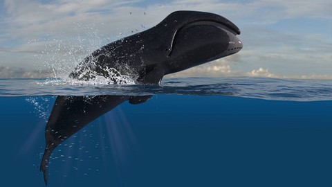 Ilustrasi paus kepala busur. Foto: bekirevren/Shutterstock
