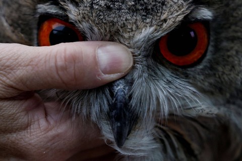 Burung hantu elang Eurasia yang lahir di Zoo Aquarium dilepasliarkan ke alam liar di Villamantilla, sebelah barat Madrid, Spanyol. Foto: Susana Vera/REUTERS