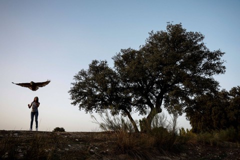 Burung hantu elang Eurasia yang lahir di Zoo Aquarium dilepasliarkan ke alam liar di Villamantilla, sebelah barat Madrid, Spanyol. Foto: Susana Vera/REUTERS