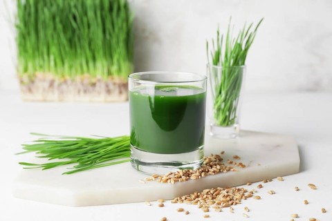 Ilustrasi wheatgrass atau rumput gandum. Foto: Copyright (c) 2021 Pixel-Shot/Shutterstock.