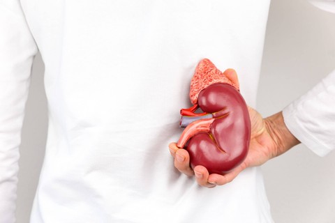 Ilustrasi Ginjal. Foto: Shutterstock