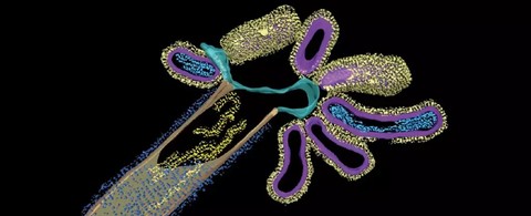 Virus hibrid dari Influenza A dan RSV di bawah teleskop. Foto: Haney et al., Nature Microbiology, 2022