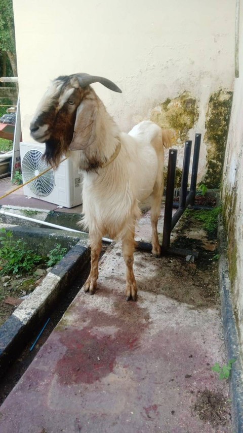 Warga Sumatera Selatan Ditangkap Akibat Curi Kambing di Lampung (1)