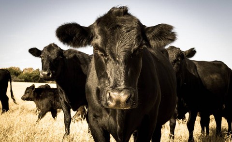 Ilustrasi sapi. Foto: Shutter Stock