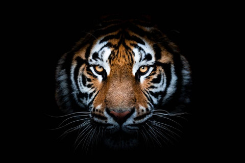 Ilustrasi macan. Foto: Shutterstock