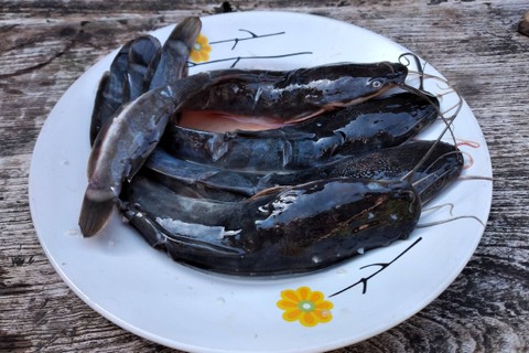 Ilustrasi ikan lele kaya manfaat. Foto: Afi Hermatova/Shutterstock