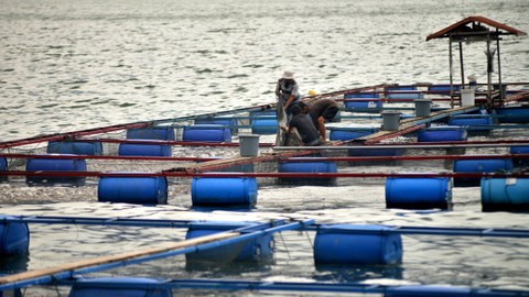 Ilustrasi keramba apung. Foto: Iggoy el Fitra/ANTARA FOTO