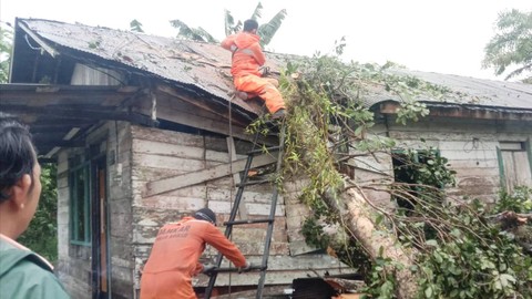 Rumah Warga di Pangkalan Bun Jebol Usai Ditimpa Pohon Tumbang