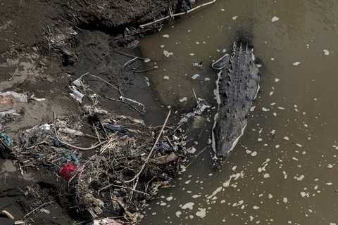 Foto: Meski Tercemar, Ribuan Buaya Mampu Bertahan di Sungai Tarcoles, Amerika