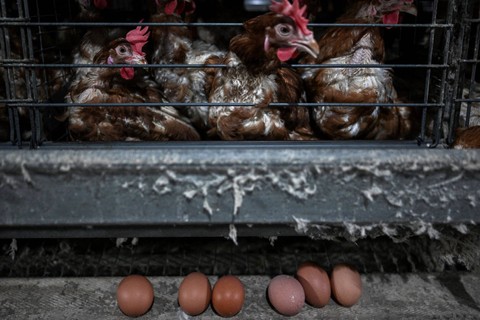Ayam dan telur terlihat di sebuah peternakan unggas di Mentakab, Pahang, Malaysia, Selasa (29/11/2022).  Foto: Mohd Rasfan/AFP