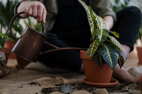 Mengenal Macam-Macam Teknik Reproduksi Tumbuhan (1)