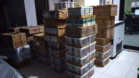 Ribuan Burung Liar dari Bali Diselundupkan ke Banyuwangi (1)