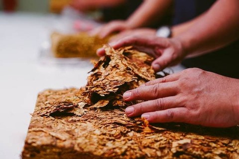 Tokoh yang Pertama Menemukan Penyakit pada Tanaman Tembakau (1)