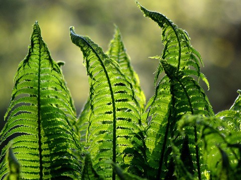 Kunci Jawaban TTS: Sayur yang Kaku (1)