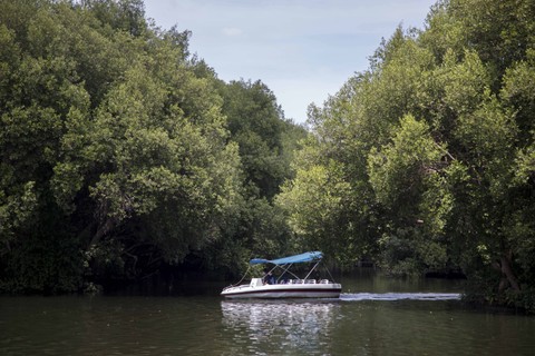 Ilustrasi hutan mangrove. Foto: Aditia Noviansyah/kumparan