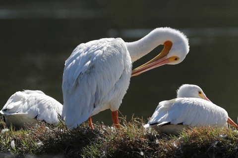 Foto: Kawanan Pelikan Putih Amerika Mulai Berdatangan ke Danau Meksiko