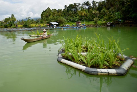 Foto: Melihat Konservasi Lahan Basah Terapung Buatan di Danau Maninjau