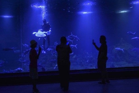 Foto: Berwisata Edukasi Biota Laut di Akuarium Indonesia Pangandaran