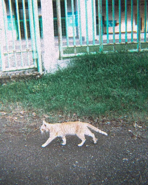 Tips Fotografi: Lensa Disposable Camera untuk Hasilkan Gaya Foto Retro (4)