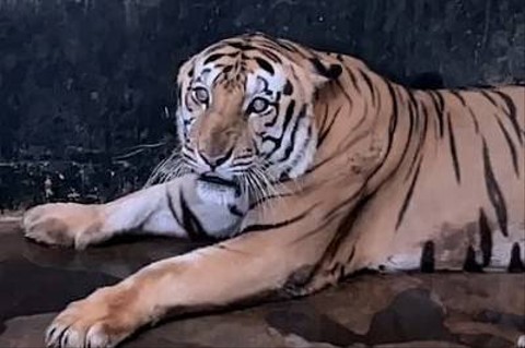 Melihat Juve, Harimau Kurus di Ragunan yang Viral (3)