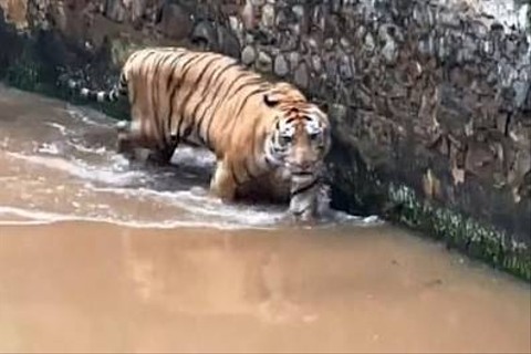 Viral Video Harimau Kurus di Ragunan, Pengelola Buka Suara (2)