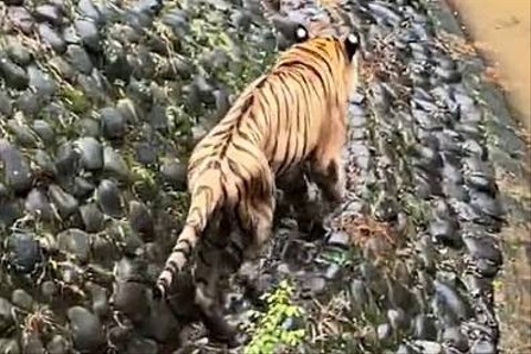 Viral Video Harimau Kurus di Ragunan, Pengelola Buka Suara (1)