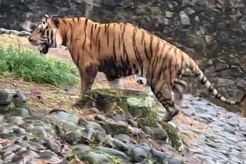 Viral Video Harimau Kurus di Ragunan, Pengelola Buka Suara