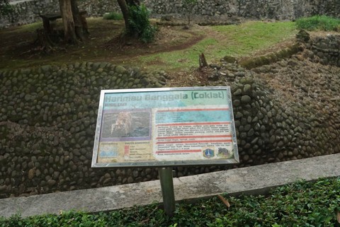 Melihat Juve, Harimau Kurus di Ragunan yang Viral (1)