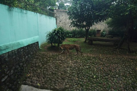 Foto: Kondisi Harimau Sumatera Ragunan Kurus