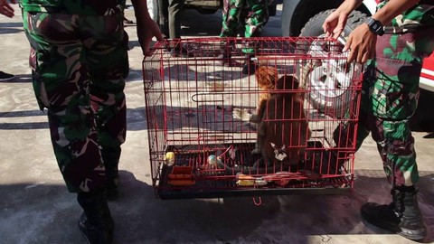 Belasan Bekantan dan Kakaktua Kalimantan Diselundupkan ke Vietnam untuk Sirkus