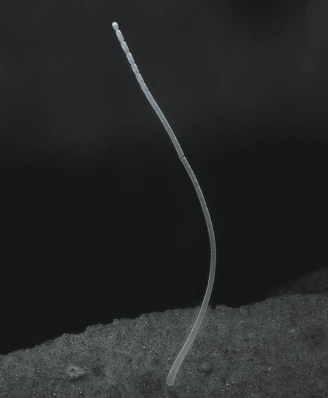 Kilas Balik 2022: Sembilan Peristiwa Bersejarah yang Baru Pertama Kali Terjadi (8)