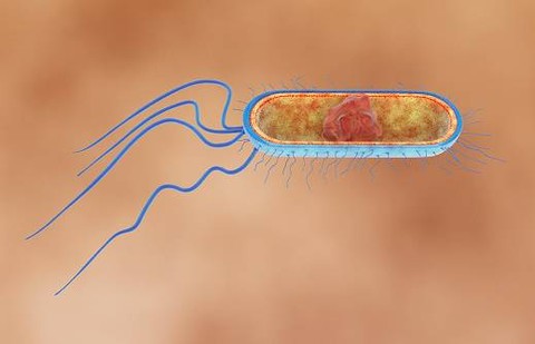 Struktur Subunit Ribosom pada Organism Prokariot dan Eukariot (1)