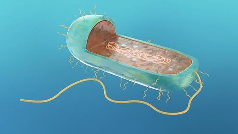 Struktur Subunit Ribosom pada Organism Prokariot dan Eukariot (2)