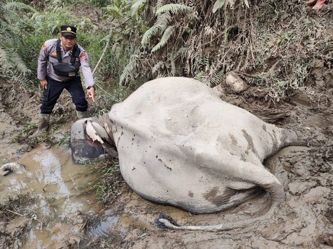 Diserang Gajah Liar, Seekor Gajah Jinak Mati di Aceh Timur