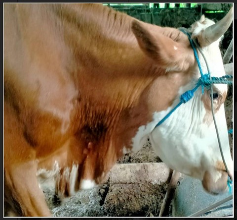 2 Sapi di Sleman Terjangkit Virus LSD, Banyak Benjolan di Leher