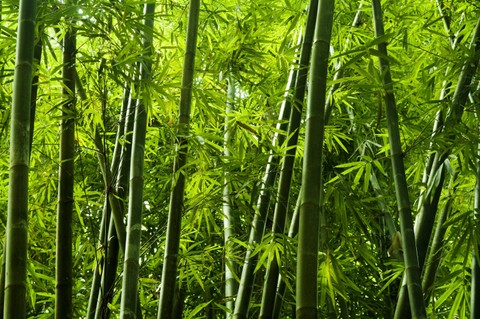Hutan Bambu Keputih Surabaya. Foto: szefei/Shutterstock