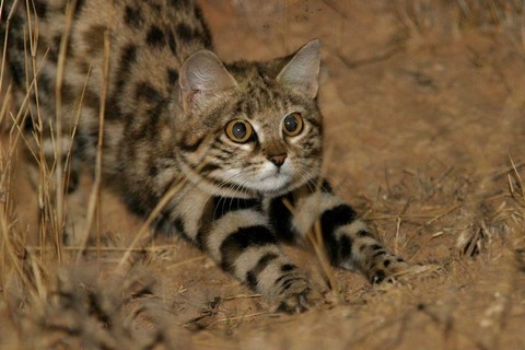 Penampakan Kucing Paling Mematikan Sedunia