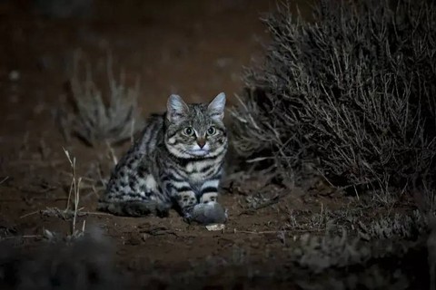 Penampakan Kucing Paling Mematikan Sedunia (1)