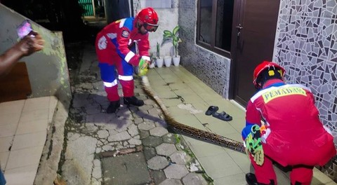 Ular Sanca Sepanjang 3,5 Meter Masuk Rumah Warga di Jaktim, Damkar Evakuasi (1)