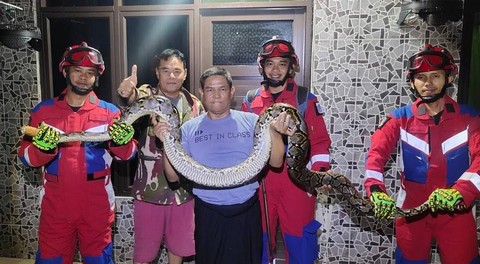 Ular Sanca Sepanjang 3,5 Meter Masuk Rumah Warga di Jaktim, Damkar Evakuasi (2)