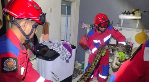 Ular Sanca Sepanjang 3,5 Meter Masuk Rumah Warga di Jaktim, Damkar Evakuasi