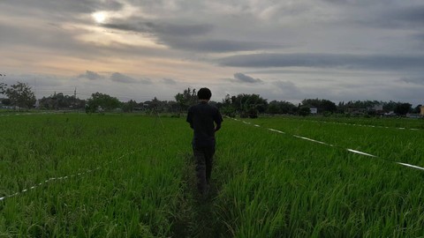 Lahan sawah yang ada di Sleman, DIY. Foto: Widi RH Pradana