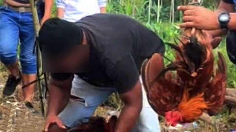 Judi sabung ayam yang berhasil digerebek Polresta Manado di wilayah Koka, Mapanget. (foto: istimewa)