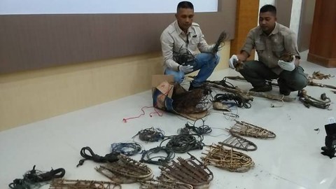 Personel BKSDA Aceh memperlihatkan jerat satwa liar hasil sitaan dalam operasi sapu jerat di kawasan hutan Aceh selama 10 hari, Jumat (4/10). Foto: Husaini/acehkini